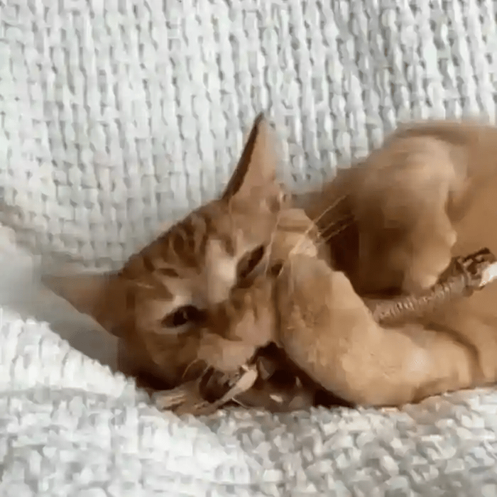 Dentabi - Nº1 GATOS