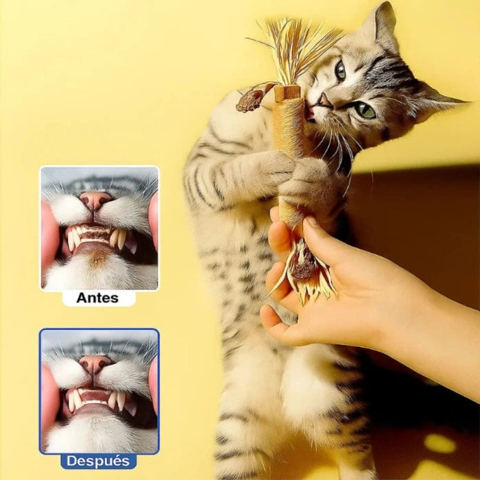 Dentabi - Nº1 GATOS